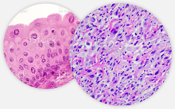 Histologie Molekularpathologie